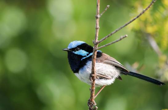 España es el país europeo con más especies de aves en declive, según el Programa de Seguimiento de SEO/BirdLife