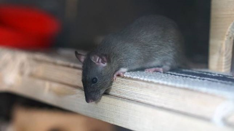 Bienestar Animal Ratas