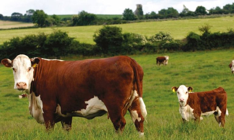 La «carne que no es carne», cada vez más cerca del supermercado