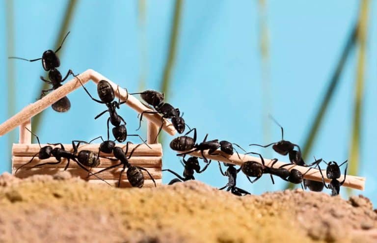 El truco para espantar a las hormigas sin usar insecticida 