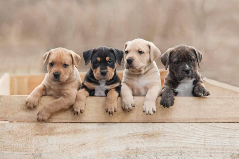 Nuestros Peludos; la agrupación de criadores caninos responsables