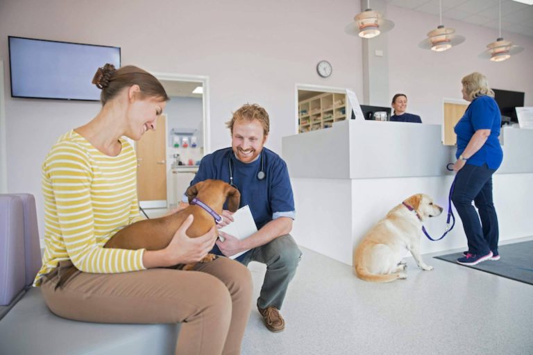 Dar con algunos de los mejores lugares pet friendly para un perro gracias a ADOPTA