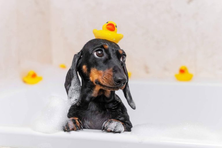 ‘PURE’ Hypoalergénico, champú y acondicionador para perros
