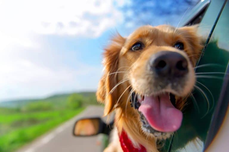 Testamento y animales, ¿cómo protegerles tras el fallecimiento?