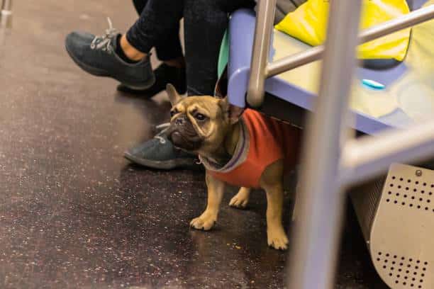 Cómo viajar con tu perro en el metro de Madrid