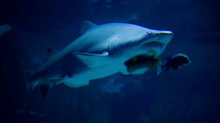 Tiburones ¿Por qué no pueden parar de nadar?