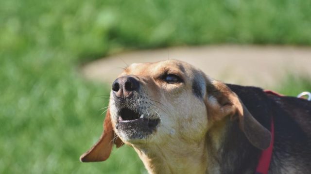 ¿Puedo Denunciar A Un Vecino Por El Ladrido De Su Perro?
