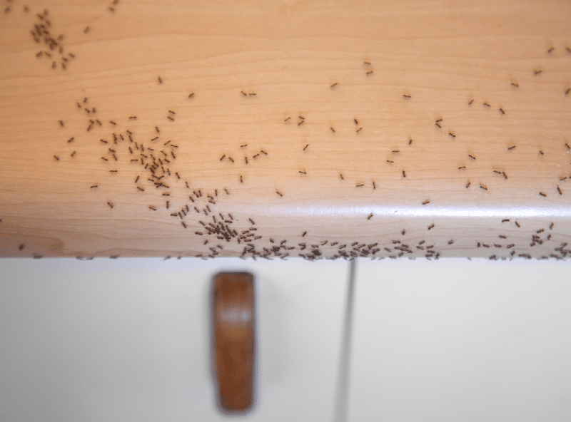 Hormigas: Mantén Tu Hogar Limpio 