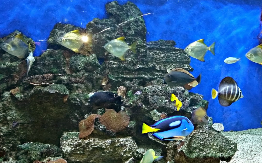 Acuario de Getxo