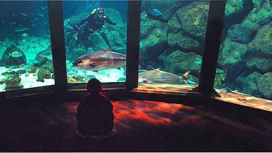 Acuario Finisterrae
