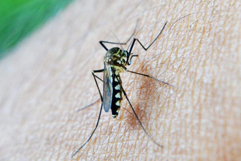 ¿Hace Ruido La Lampara Quigg Antimosquitos De Aldi?