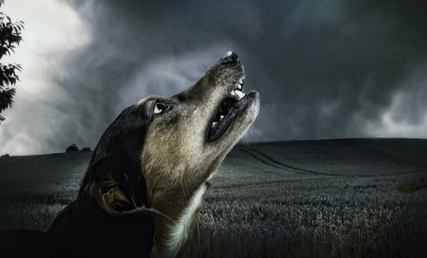leyenda del perro negro