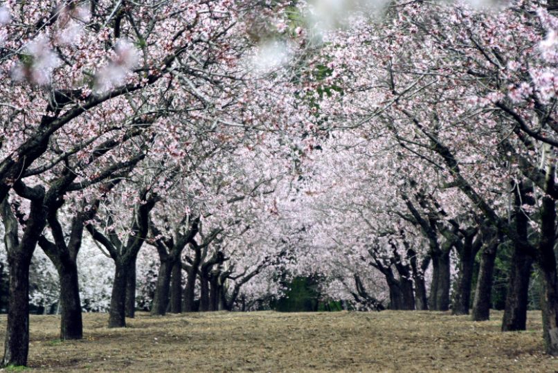 7 Parques Más Románticos De Madrid Para Pasear En Pareja