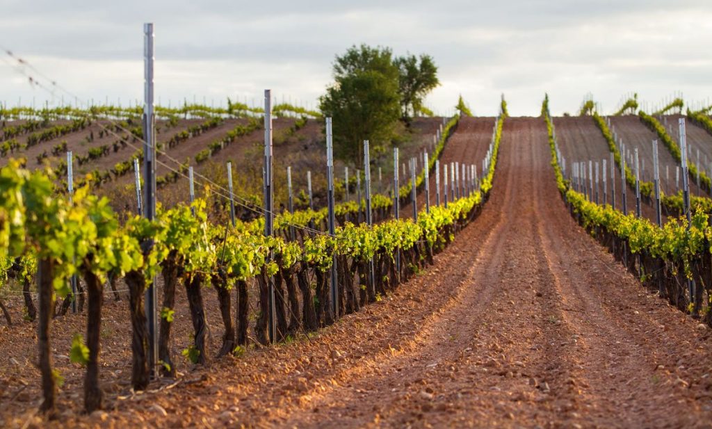 Ruta Del Vino De Cigales En Valladolid