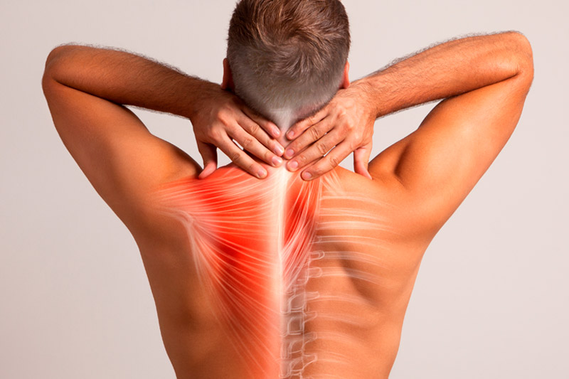 Bádminton: Fortalecimiento De Los Músculos De La Espalda Y Estiramientos