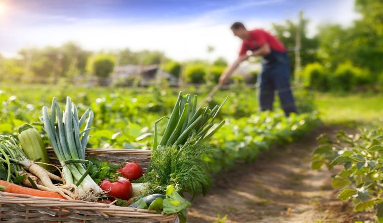 3 Empresas que Impulsan el Futuro de la Agricultura de Precisión
