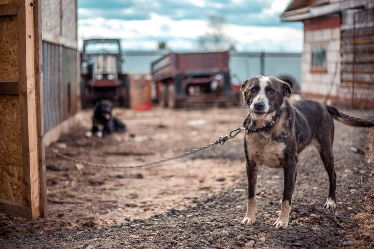 ¿Cómo denunciar el maltrato animal?