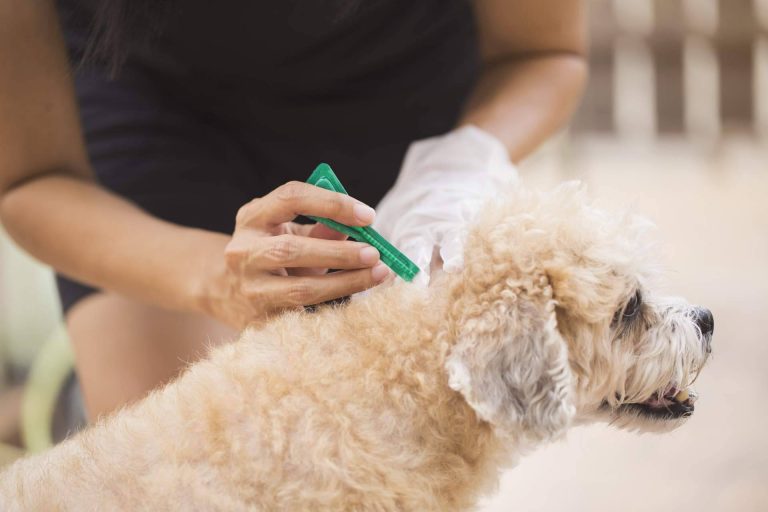¿Cuáles son las señales para identificar las negligencias veterinarias?