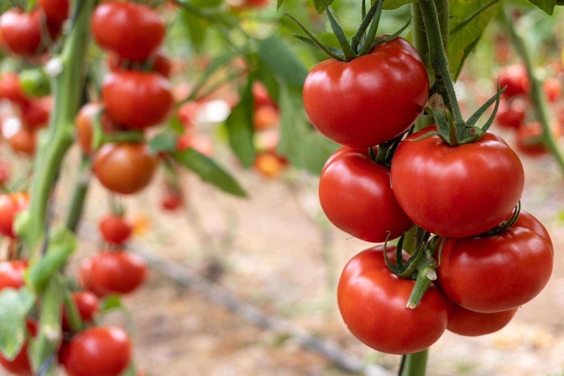 CapGen Seeds apuesta por variedades más sostenibles y productivas para ...