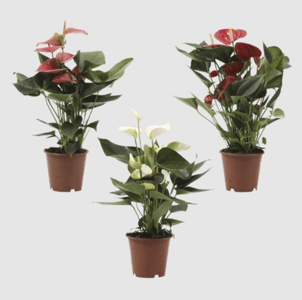 Características de la planta de Aldi
