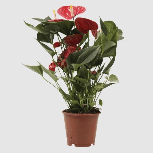 Cuidado del Anthurium: Interior