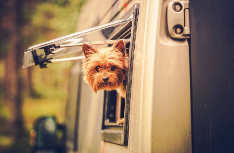 Consulta Veterinaria Online: La nueva forma de cuidar a las mascotas desde casa