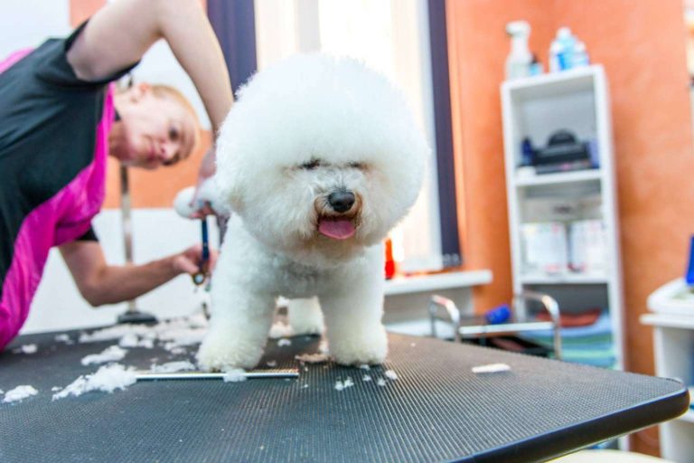 Formarse como peluquero canino en VetFormación