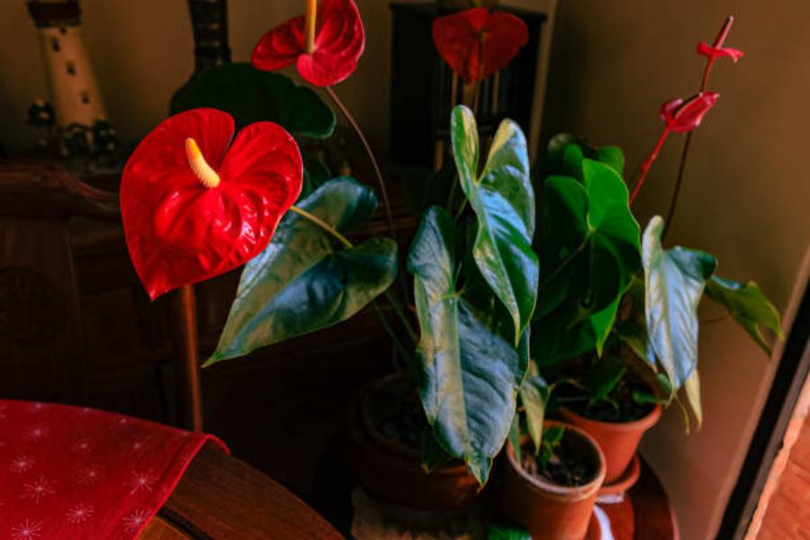 Cuidado del Anthurium: Luz solar