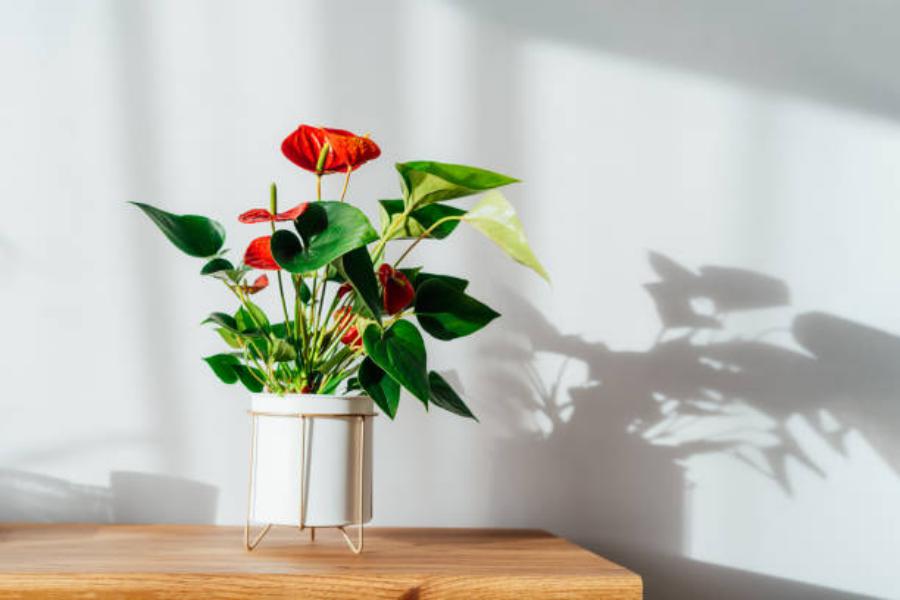 Dónde ubicar el Anthurium