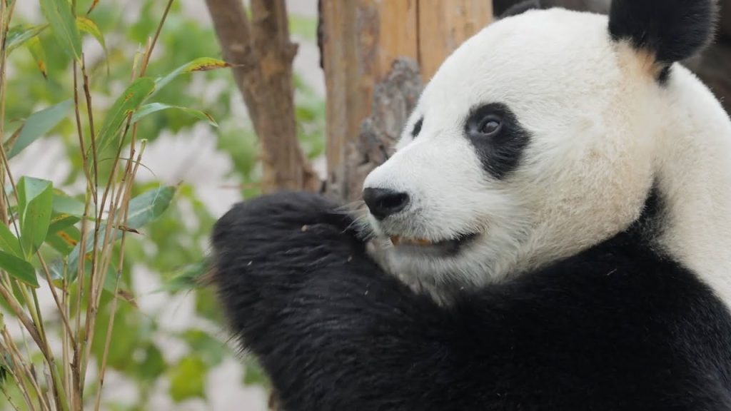 Zoológico De Madrid Causa Furor En Redes Sociales Al Presentar La Nueva Pareja De Osos Pandas 1 Nacen Pandas Gemelos En Corea De