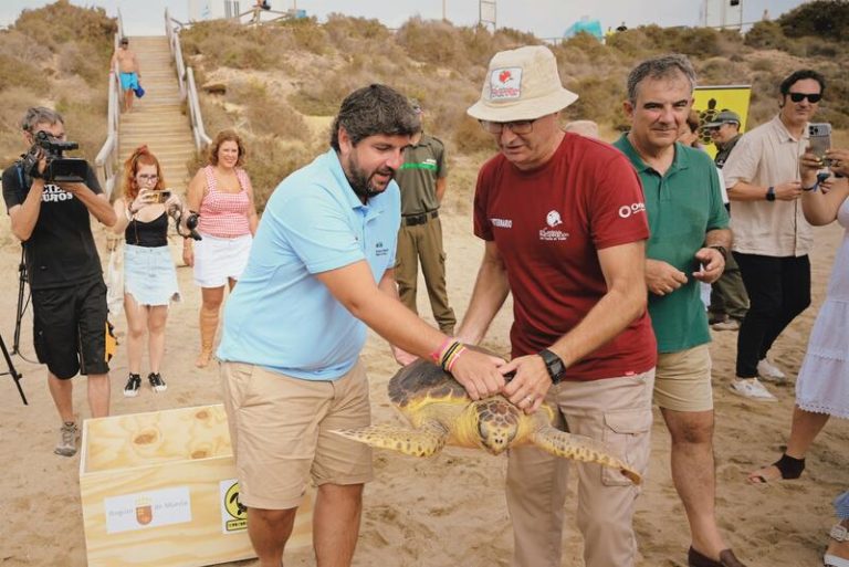 Murcia recupera y libera 33 ejemplares de tortuga boba en los últimos diez años