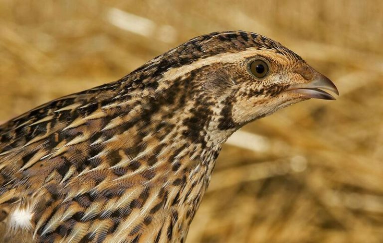 SEO/BirdLife pide prohibir cazar aves en declive como tórtola o codorniz
