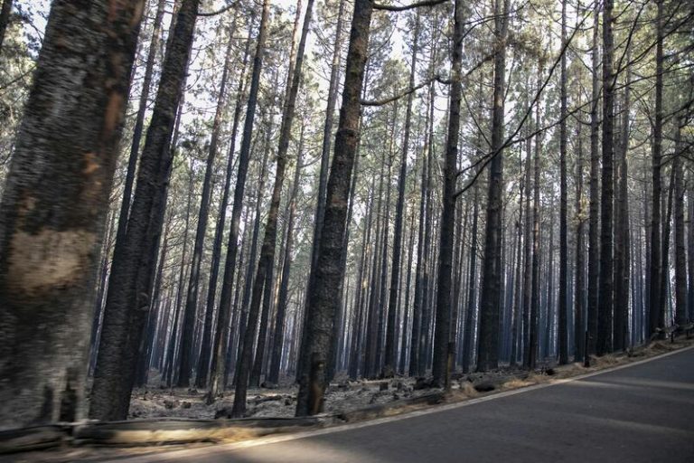 Margarita Robles visita este jueves las zonas afectadas por el incendio forestal de Tenerife