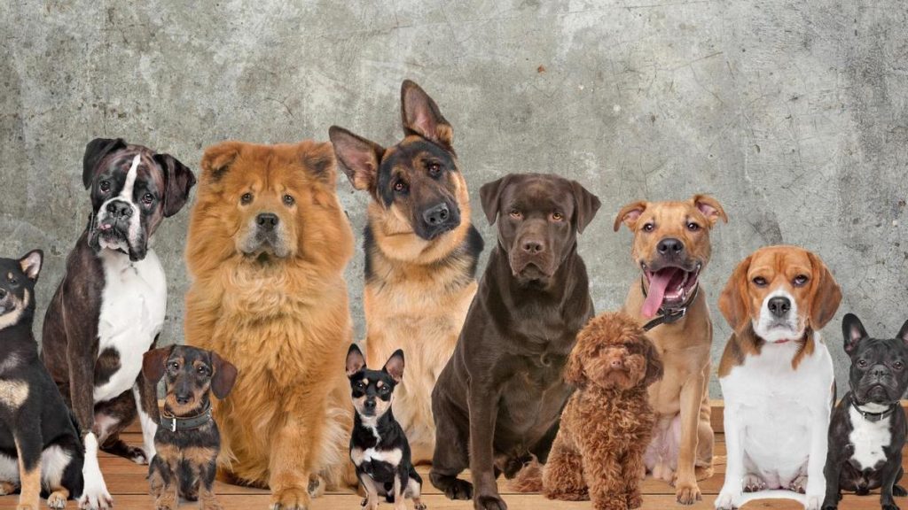 Dog Cam: Capturando Momentos Inolvidables Con Su Compañero Canino