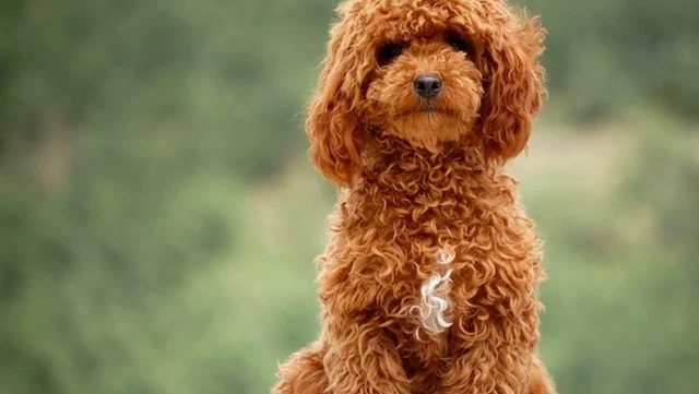 Caniche
