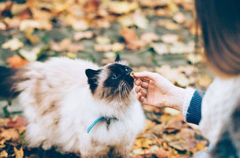 Esto es lo que nunca debes dar de comer a tu gato
