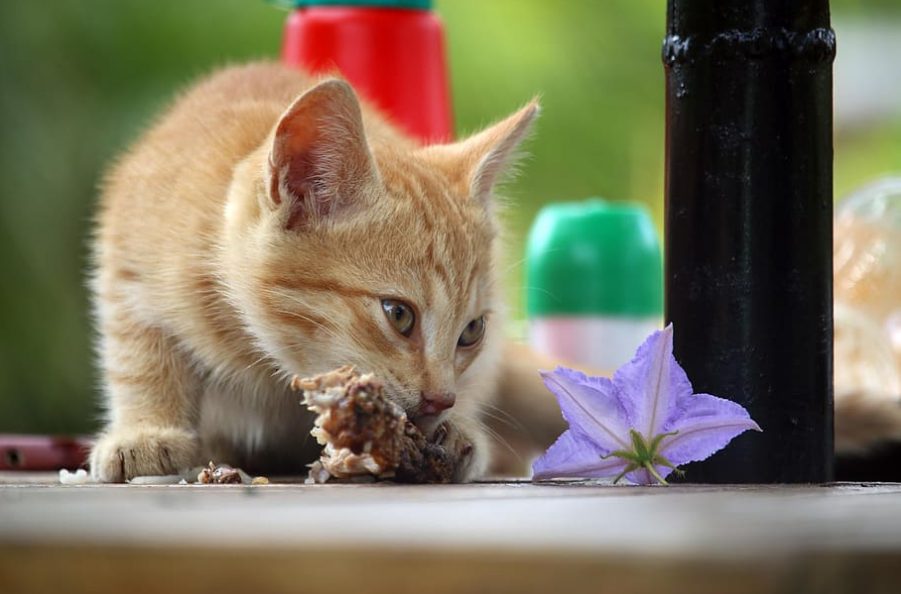 Esto es lo que nunca debes dar de comer a tu gato