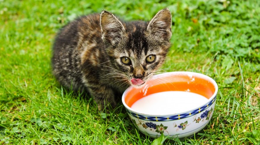 Esto Es Lo Que Nunca Debes Dar De Comer A Tu Gato