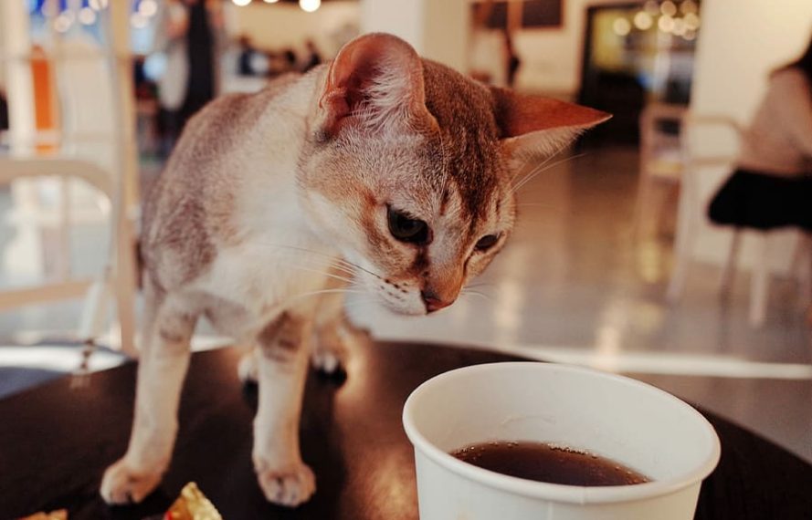Esto Es Lo Que Nunca Debes Dar De Comer A Tu Gato