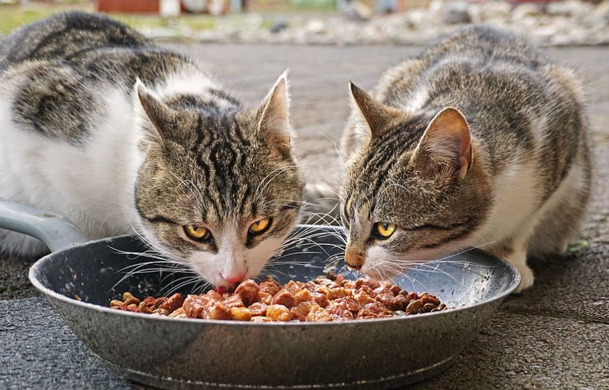 Comida Húmeda
