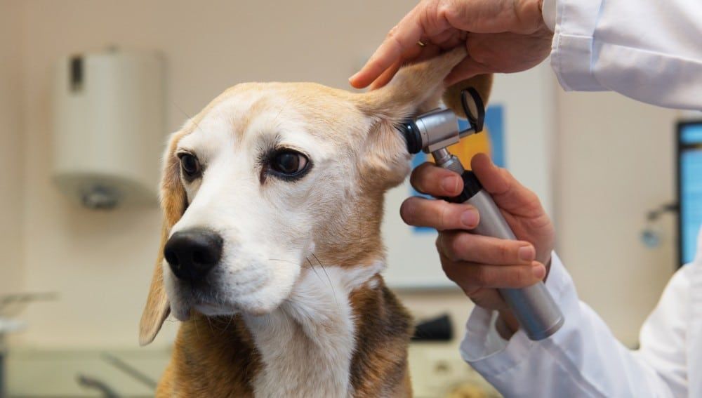 Excusa # 7. Emergencia Veterinaria