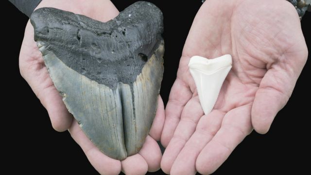 La Teoría Sobre El Megalodón
