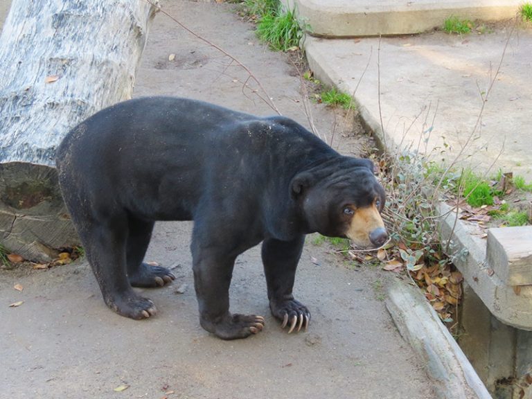 ¿Una rareza natural, o el eslabón perdido del homo sapiens?: este oso malayo desata las dudas