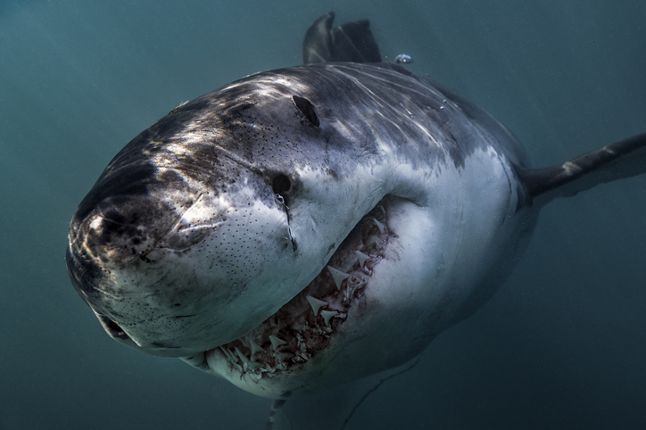 Qué Se Dice Sobre Esa Especie