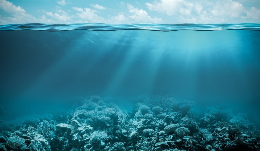 ¿Sabías Que El Verdadero Pulmón Del Planeta Tierra Esta En Los Océanos?