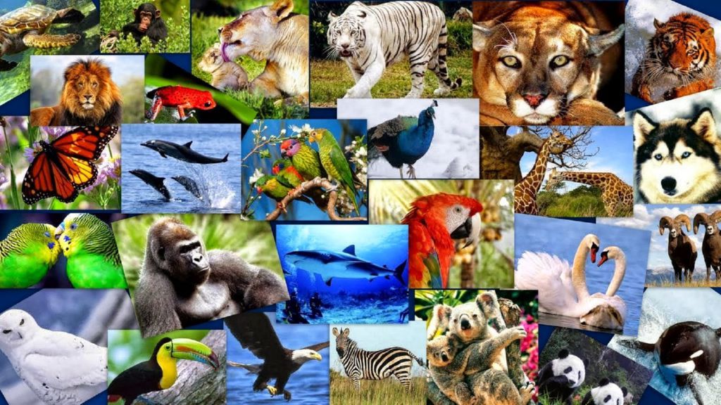 ¿Sabías que en el planeta Tierra existen 8,7 millones de especies?