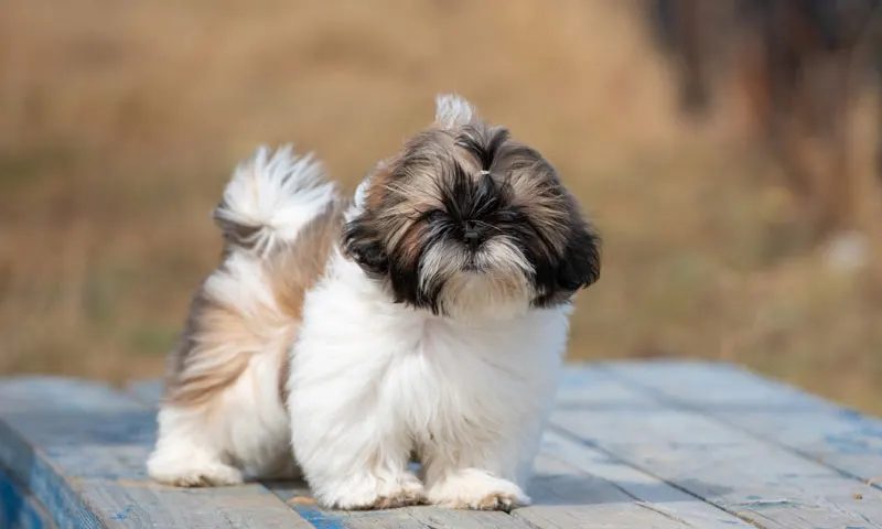 Shih Tzu