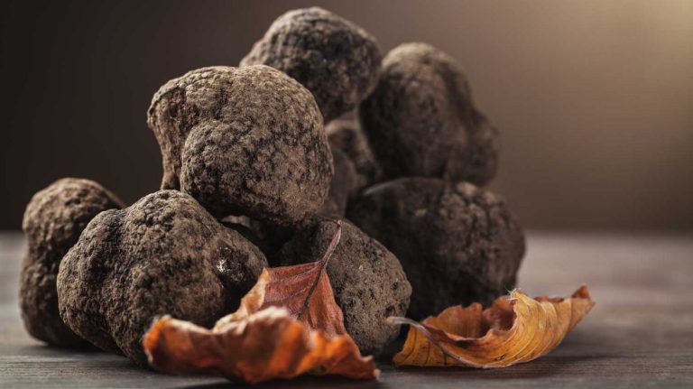 Trufa negra: todo lo que debes saber del diamante de la cocina