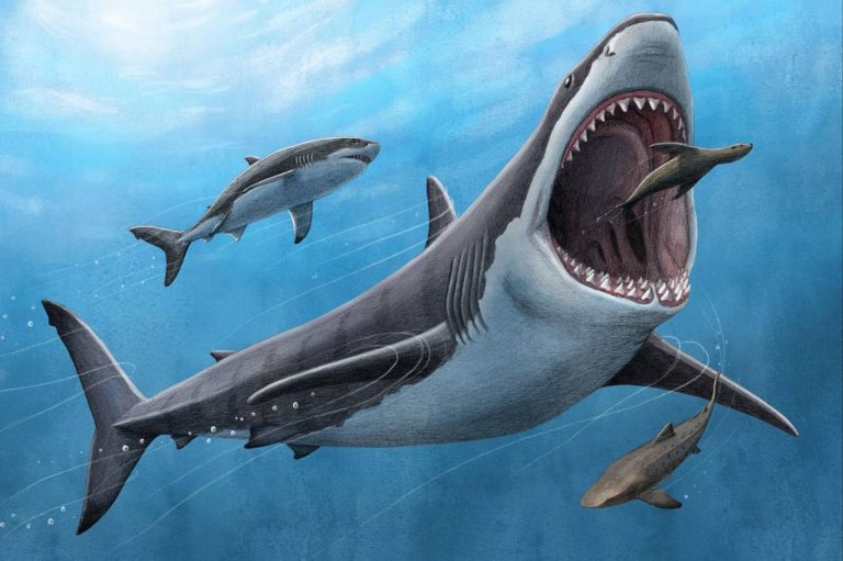 Verdades y mentiras del Megalodón: ¿en qué aciertan las películas?