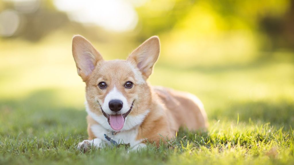 11Pets: Cuidados Para Tus Perros Simplificados Y Organizados
